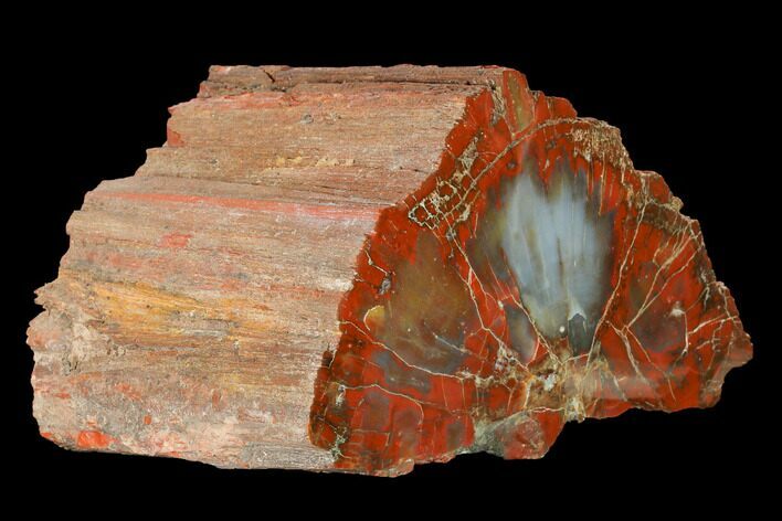 Colorful, Polished Petrified Wood (Araucarioxylon) - Arizona #147916